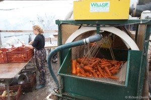 Washing Carrots